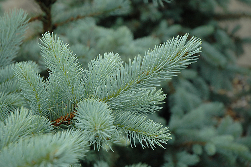 Bacheri Blue Spruce
