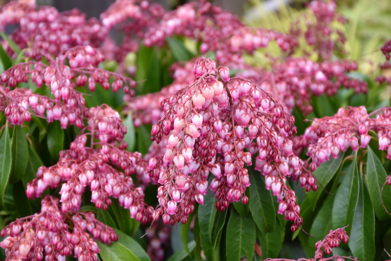 Katsura Japanese Pieris