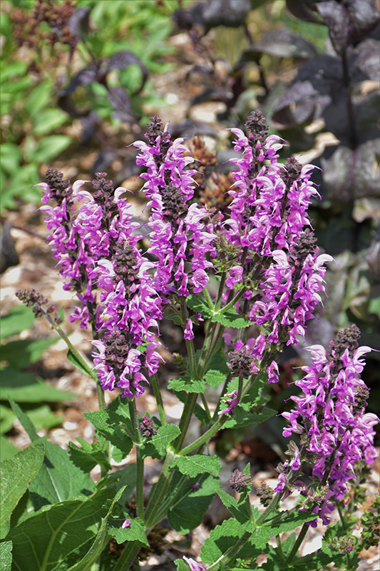 Color Spires&reg; Back to the Fuchsia Sage