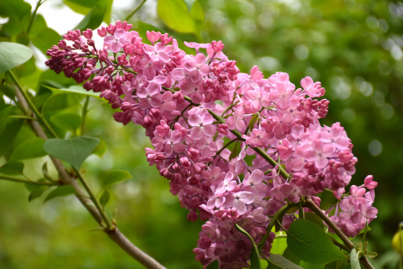 Maiden's Blush Lilac