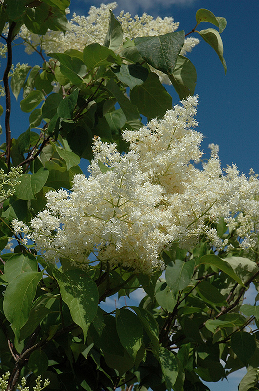 Ivory Silk Tree Lilac (tree form)