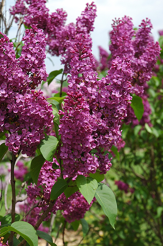 Ludwig Spaeth Lilac