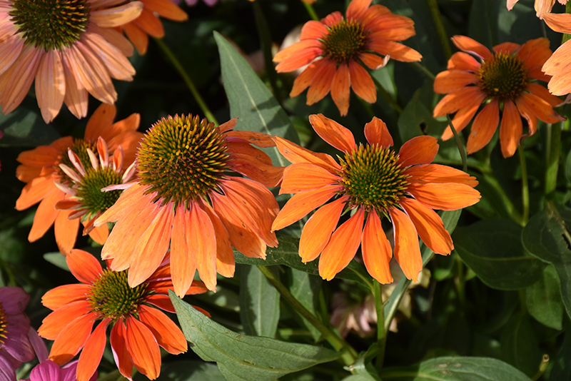 Artisan&trade; Soft Orange Coneflower