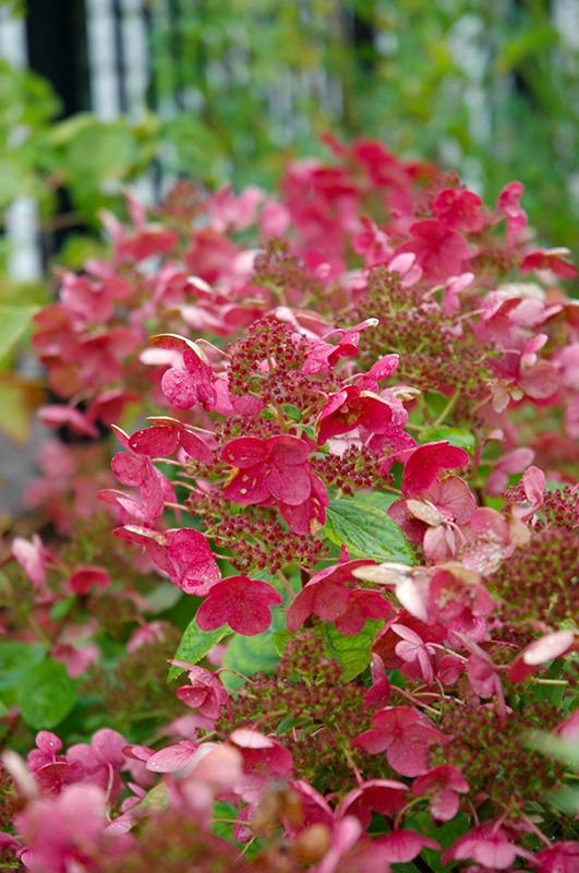 Little Quick Fire&reg; Hydrangea (tree form)