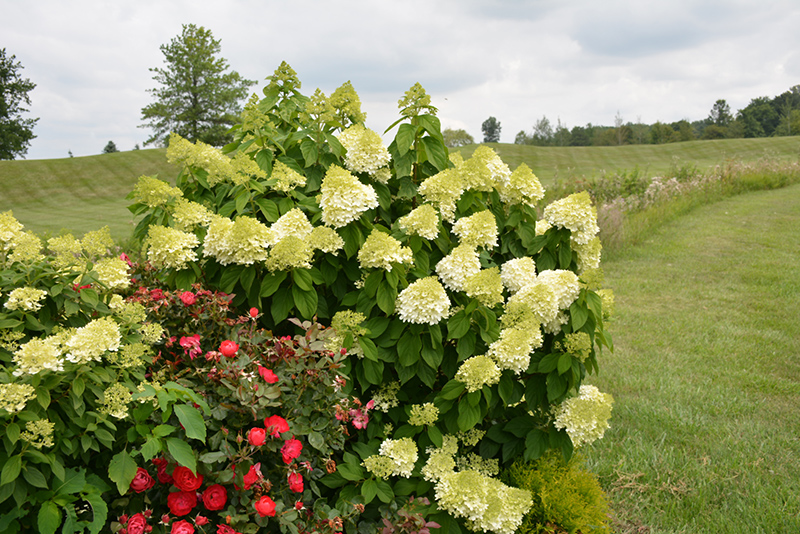 Limelight Prime&reg; Hydrangea