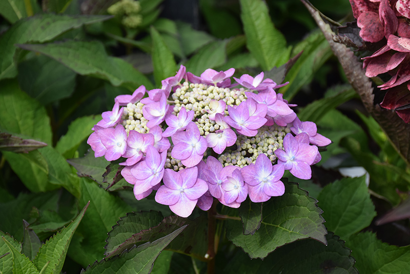 Let's Dance&reg; Can Do!&trade; Hydrangea