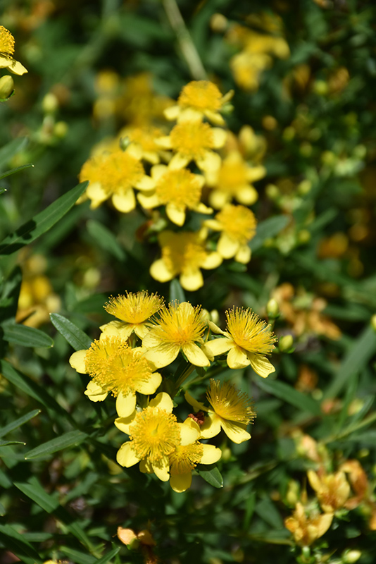 Sunny Boulevard&reg; St. John's Wort