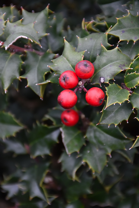 Red Beauty Holly