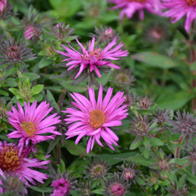 Pink Crush New England Aster