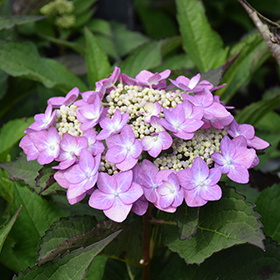 Let's Dance&reg; Can Do!&trade; Hydrangea