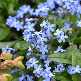 Mon Amie Blue Forget-Me-Not