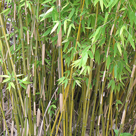 Clumping Bamboo