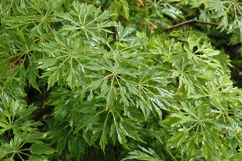 Green Cascade Maple