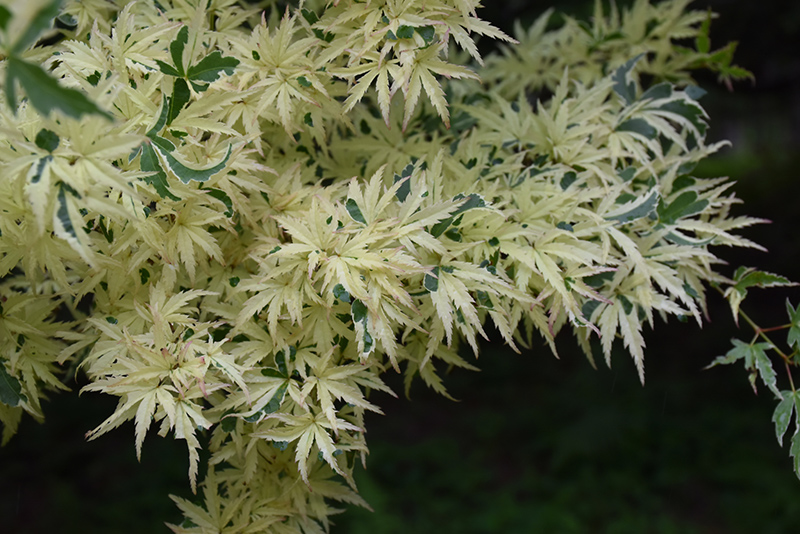 Butterfly Variegated Japanese Maple