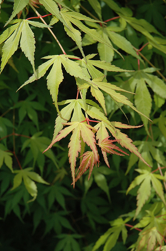 Katsura Japanese Maple