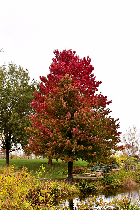 Red Sunset&reg; Red Maple