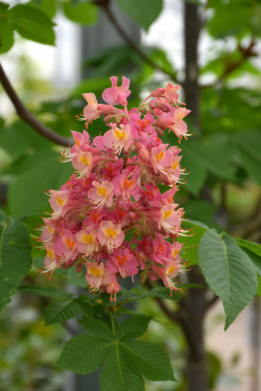 Fort McNair Red Horse Chestnut