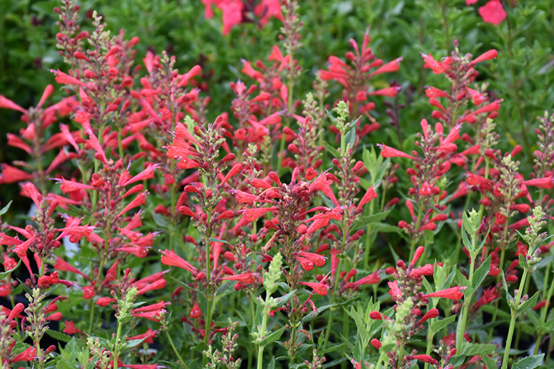 Kudos&trade; Red Hyssop