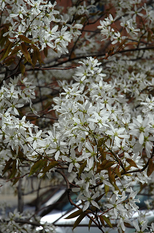 Spring Flurry Serviceberry