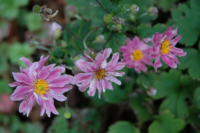 Pretty Lady Emily Anemone