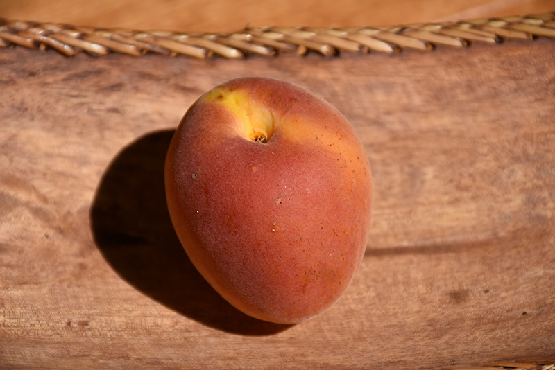 Apricot Goldbar