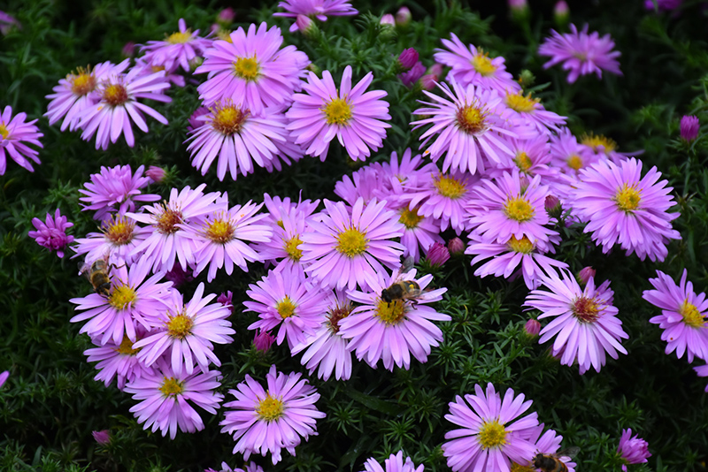 Woods Pink Aster