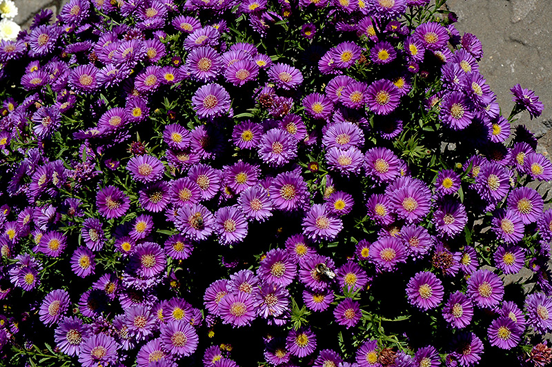 Magic Aster