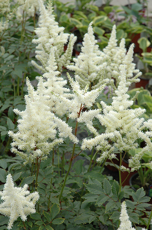 Bridal Veil Astilbe