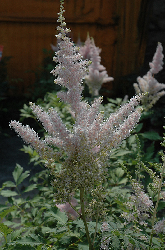 Milk and Honey Astilbe