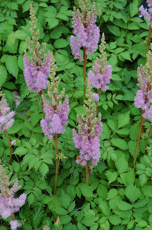 Dwarf Chinese Astilbe