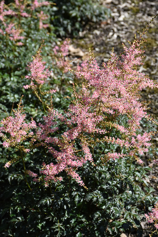 Hennie Graafland Astilbe