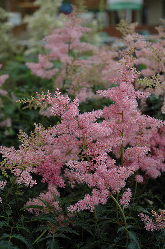 Drum And Bass Astilbe