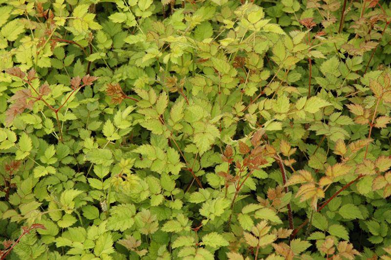 Color Flash Lime Astilbe