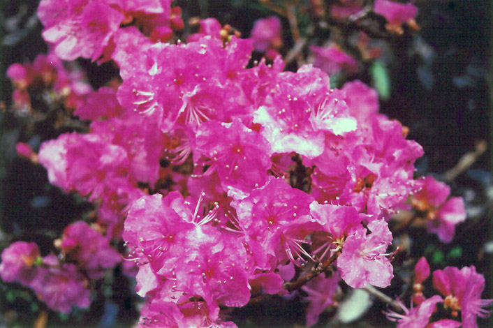 Korean Rhododendron