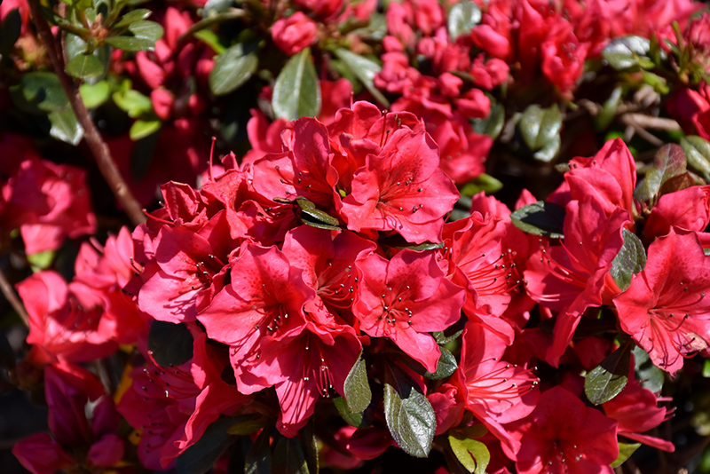 Bixby Azalea
