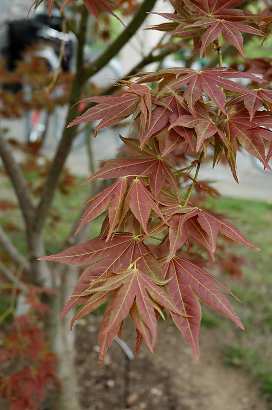 Iijima Sunago Japanese Maple