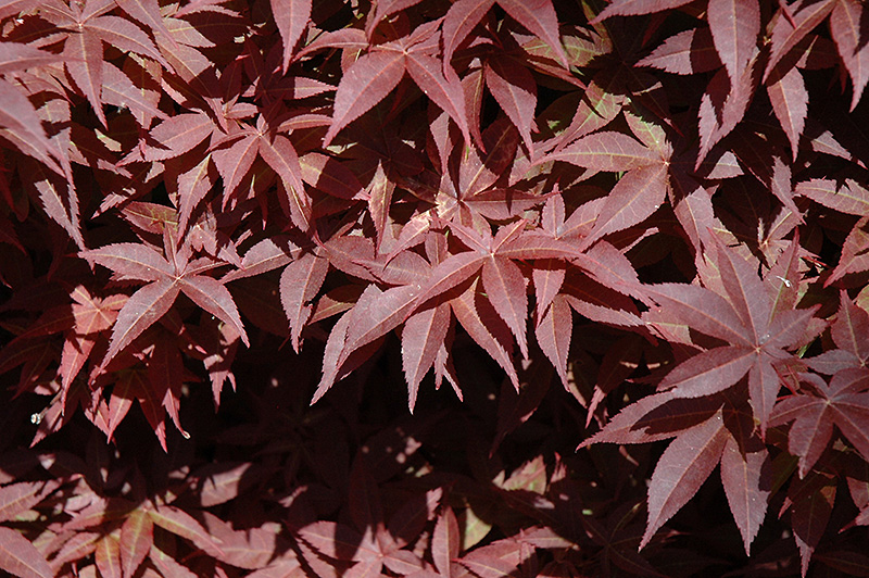 Rhode Island Red Japanese Maple