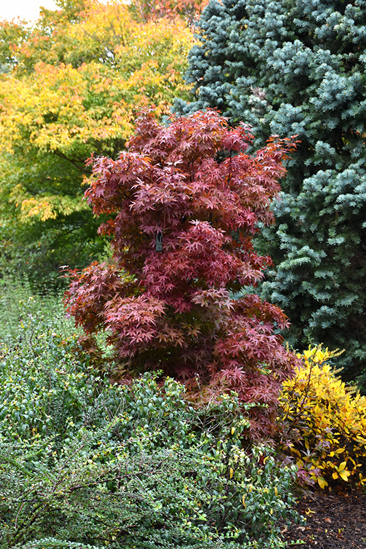 Twombly\'s Red Sentinel Japanese Maple