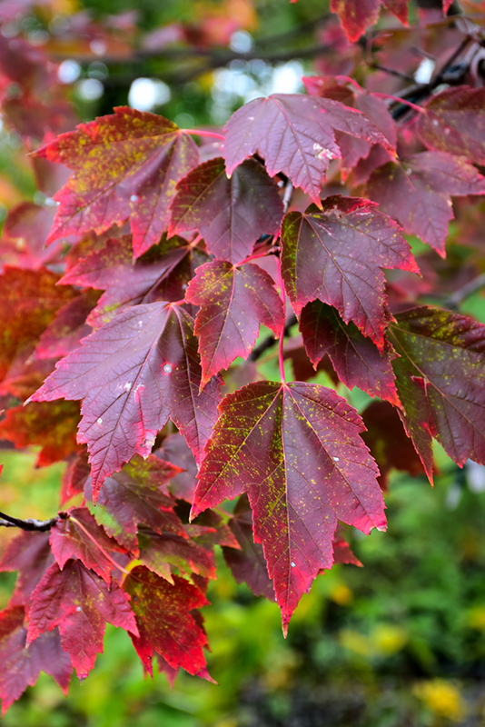 Red Sunset&reg; Red Maple