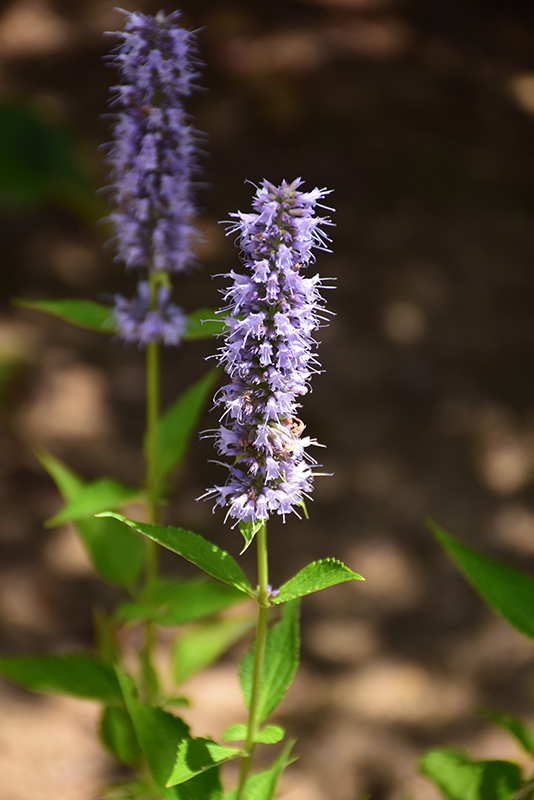 Blue Fortune Anise Hyssop