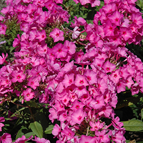 Pink Flame Garden Phlox
