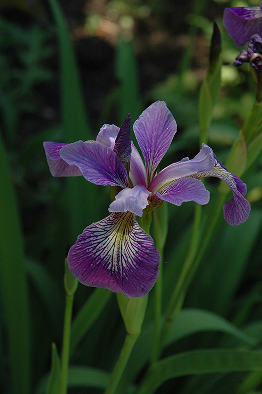 Blue Flag Iris