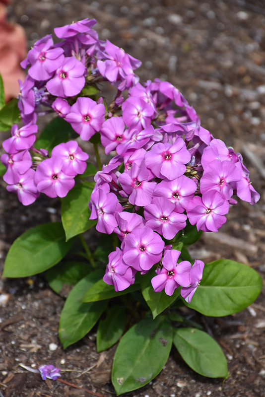 Lilac Flame Garden Phlox