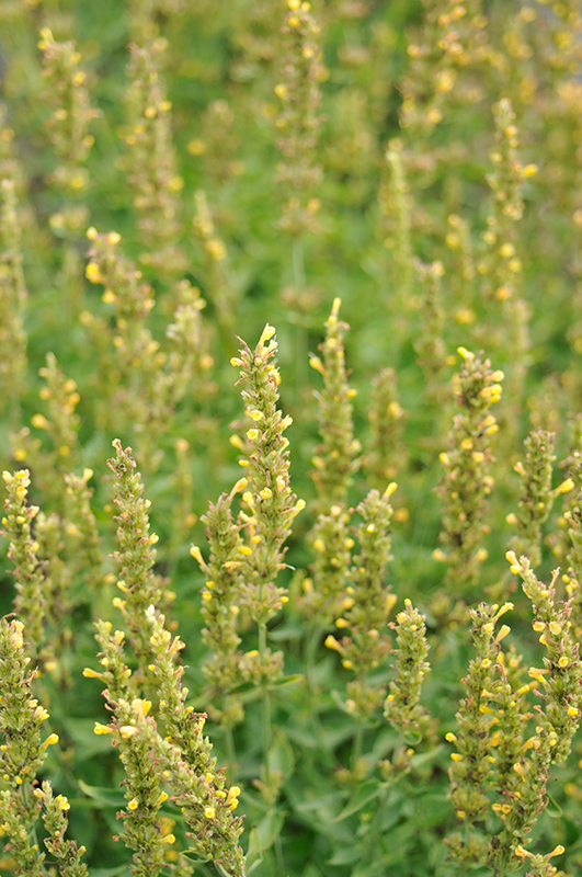 Kudos&trade; Yellow Hyssop