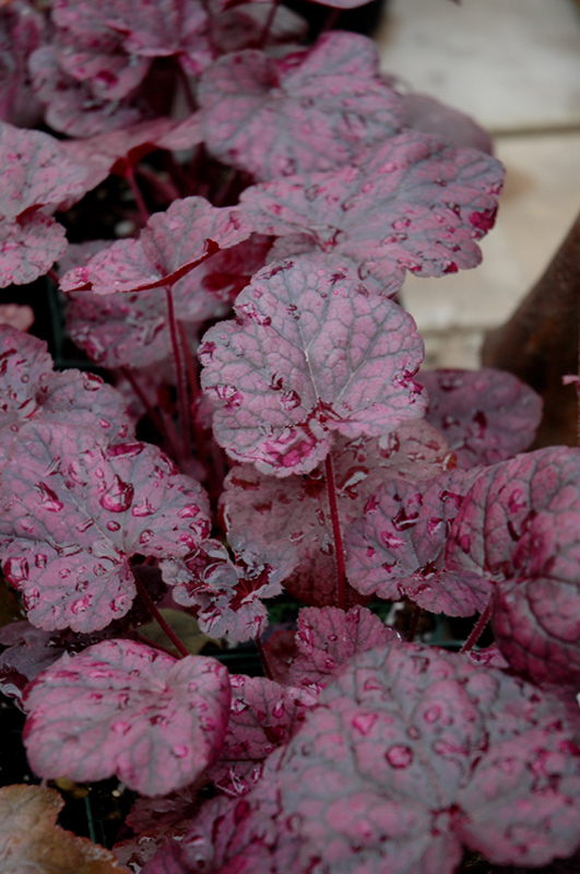 Grape Expectations Coral Bells