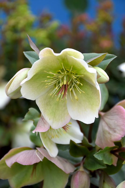 Molly's White Hellebore