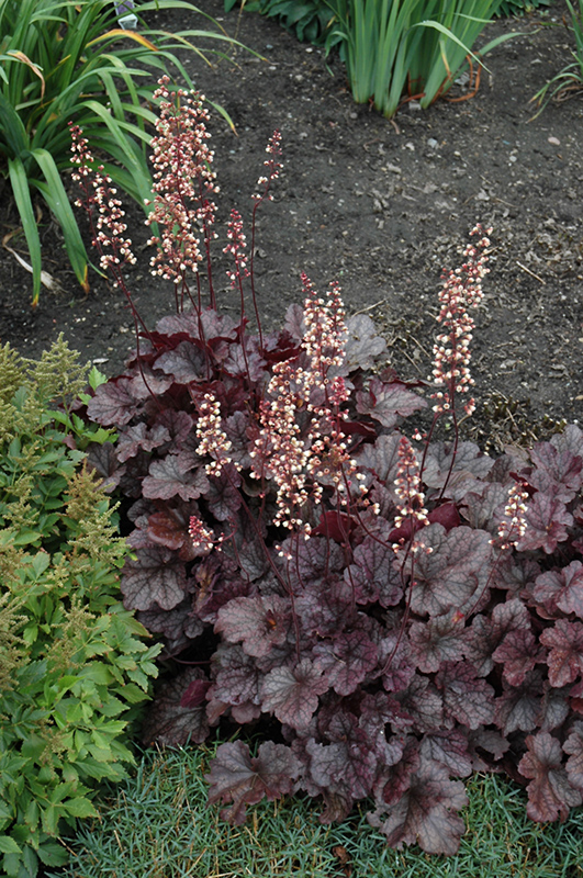 Grape Expectations Coral Bells