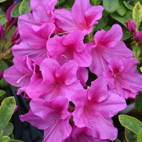 Azaleas