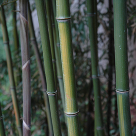 Running Bamboo