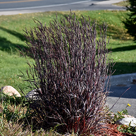 Big Bluestem